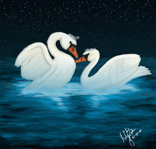 Midnight Swans